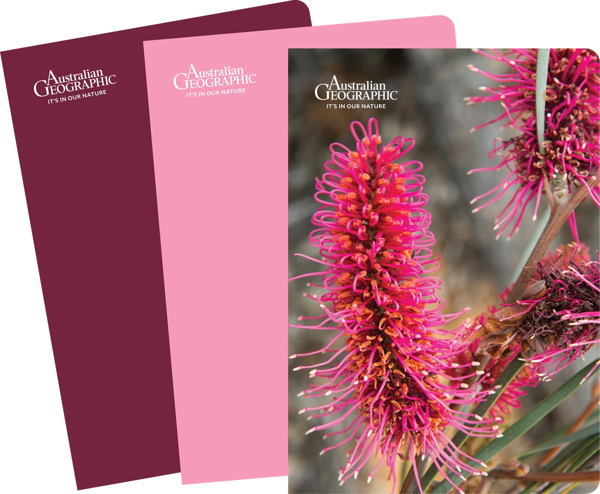 Australian Geographic A5 Notebook Trio - Pink