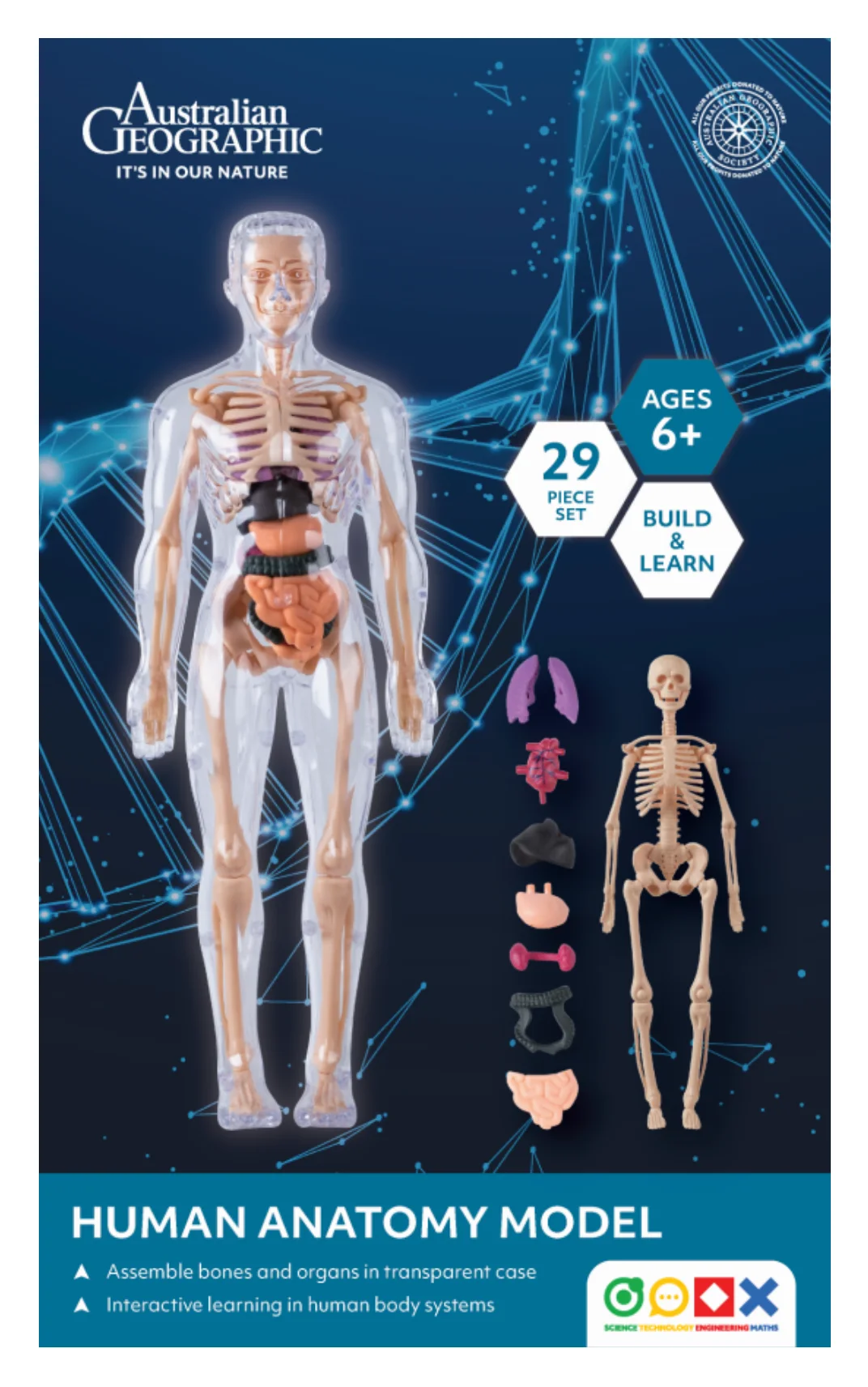 Australian Geographic STEM Human Anatomy Model